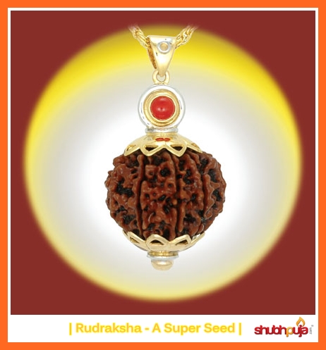 Rudraksha - A Super Seed