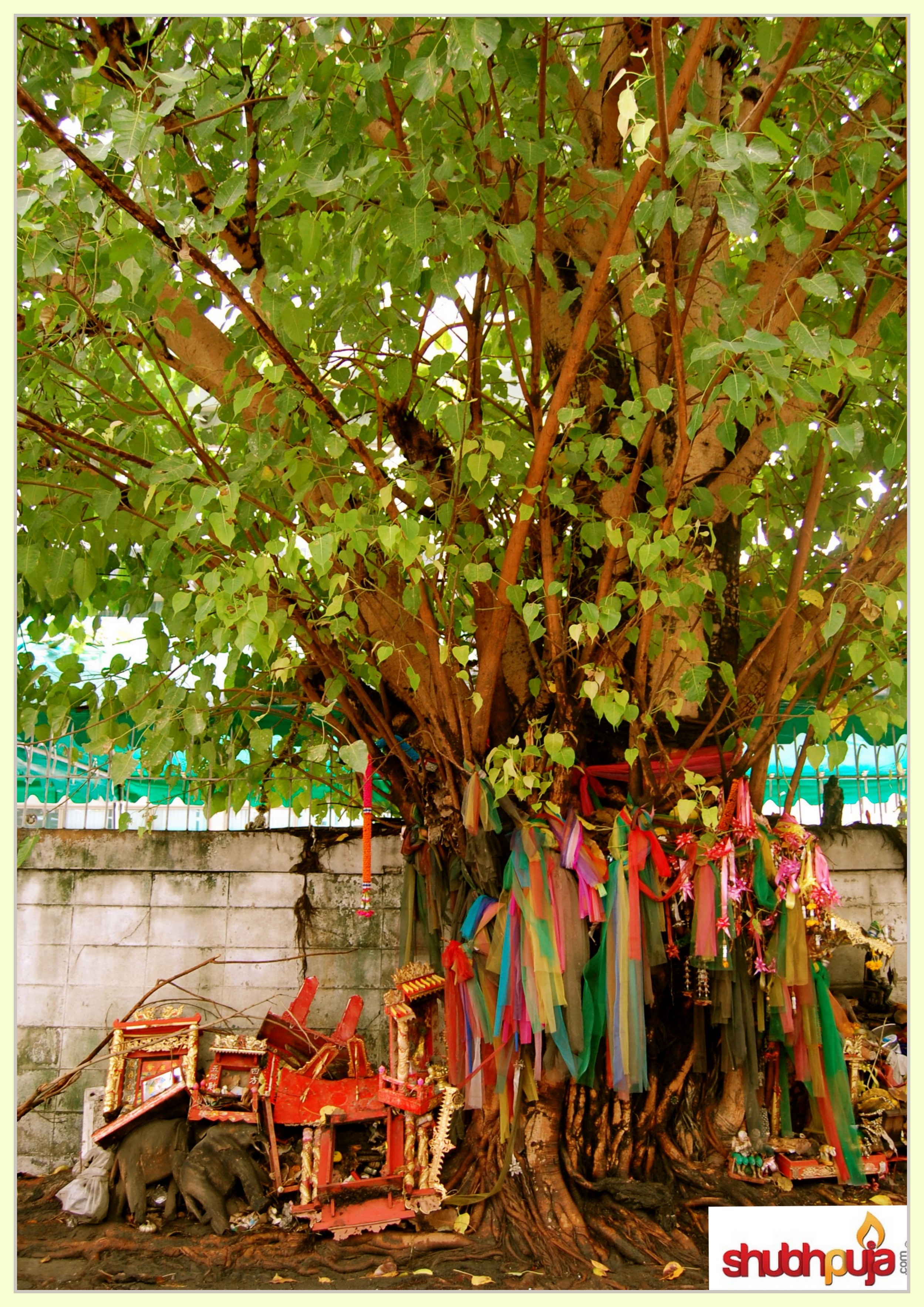 State of Enlightenment and Awakening: Why should you worship Peepal tree?