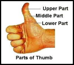 What kind of Thumb do you possess?