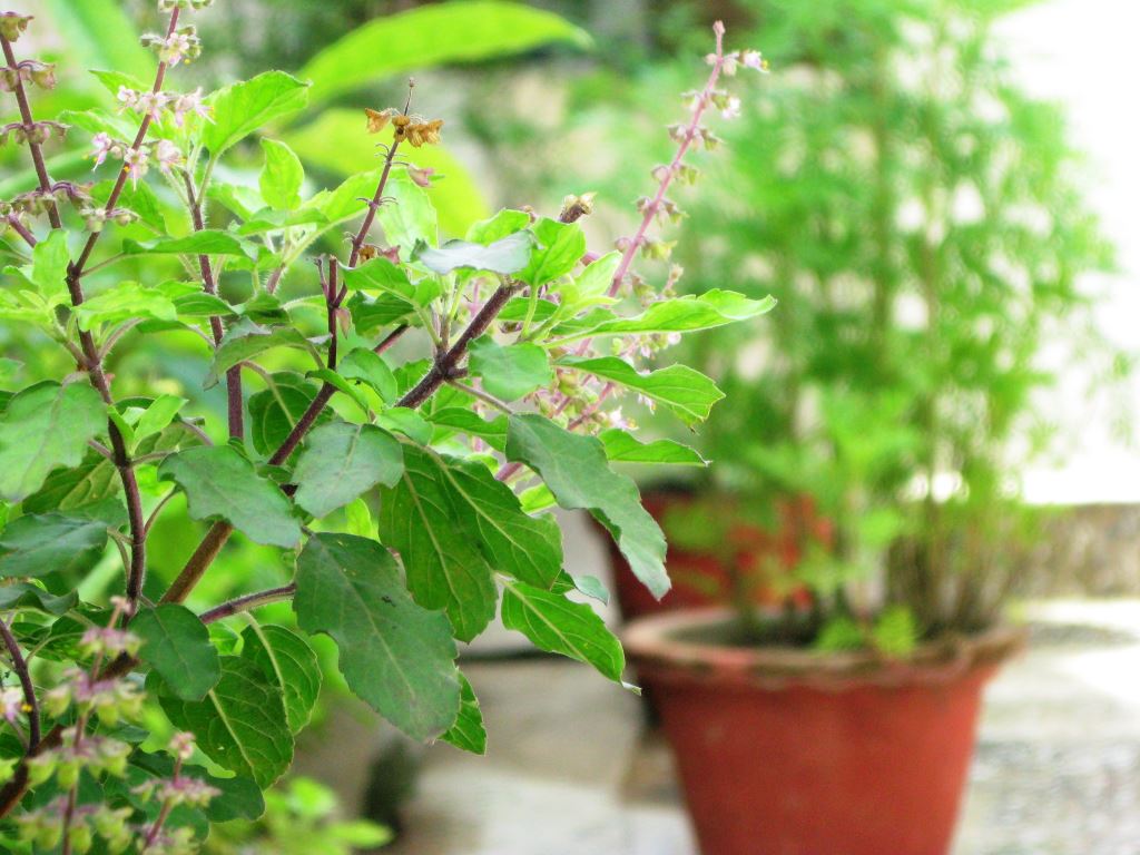 The Sacred Tulsi!