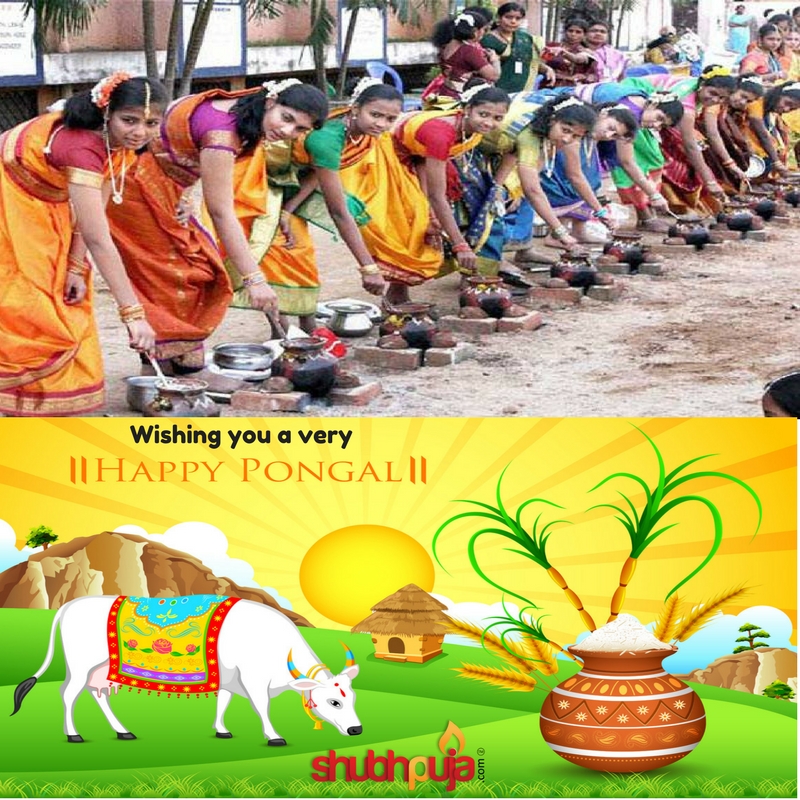 ❄️ Happy Pongal ❄️